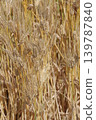 Wheat field 139787840
