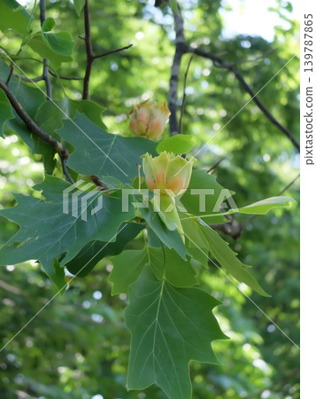 Wako Forest Park in summer Wako Forest Park in summer 139787865