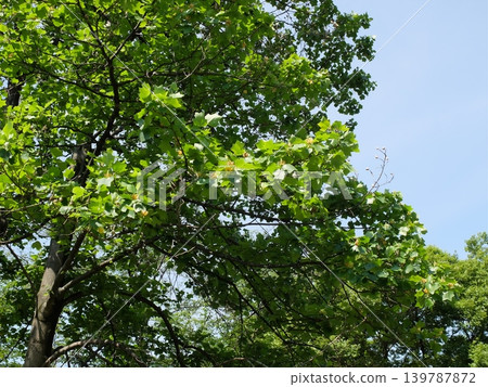 Wako Forest Park in summer Wako Forest Park in summer 139787872