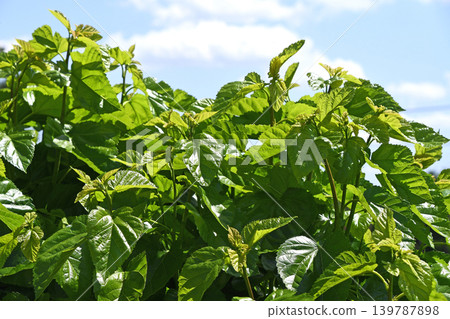 Mulberry leaves in May Mulberry leaves in May 139787898