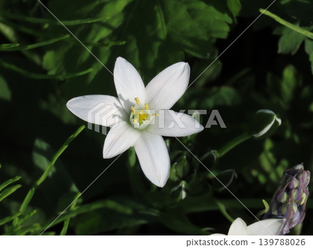 White flower 139788026