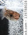 豪豬魚 139788028