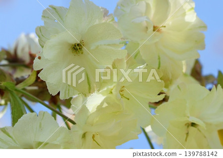Turmeric, yellowish-green flowers, cherry blossoms, close-up Turmeric, yellowish-green flowers, cherry blossoms, close-up 139788142