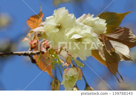薑黃、黃綠色花朵、櫻花、特寫 薑黃、黃綠色花朵、櫻花、特寫 139788143