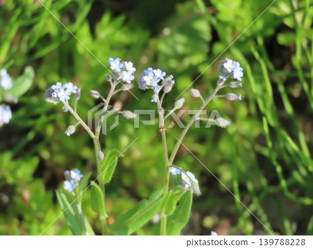 The blue flowers of forget-me-nots blooming in the spring field The blue flowers of forget-me-nots blooming in the spring field 139788228