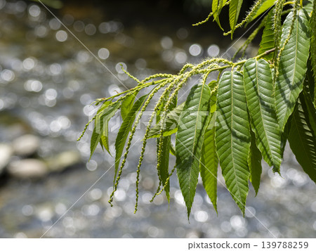 Chestnut leaves and male flower buds with the river in the background. Chestnut leaves and male flower buds with the river in the background. 139788259