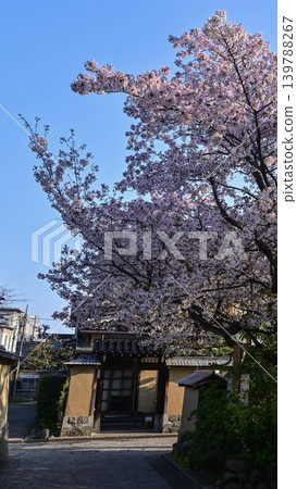 Nagamachi samurai residence ruins in spring with cherry blossoms 139788267