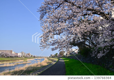 Sai River with cherry blossoms in full bloom Sai River with cherry blossoms in full bloom 139788364