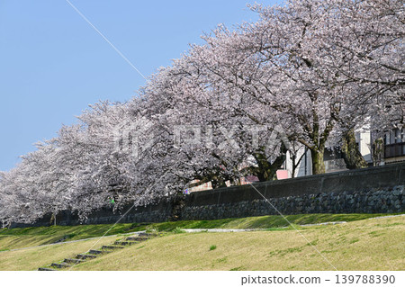 Sai River with cherry blossoms in full bloom Sai River with cherry blossoms in full bloom 139788390