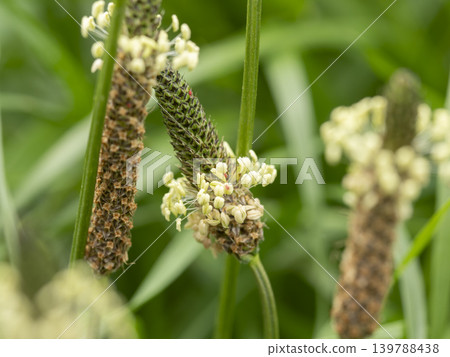 Ribwort flower closeup Ribwort flower closeup 139788438