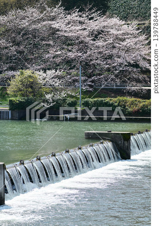 櫻花盛開的西川 櫻花盛開的西川 139788449