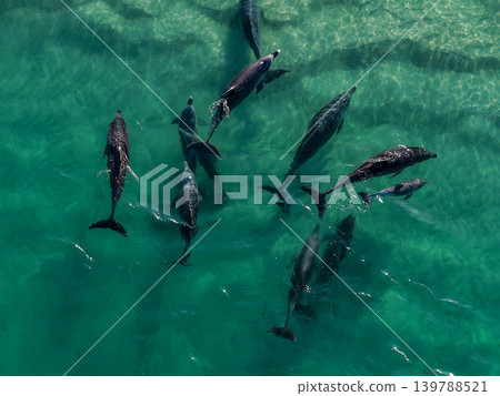 Pod of dolphins swimming through the turquoise waters of Wallis Lake in Forster NSW Australia. Drone photograph captures marine wildlife, clear waterways and the scenic coastal estuary environment Pod of dolphins swimming through the turquoise waters of Wallis Lake in Forster NSW Australia. Drone photograph captures marine wildlife, clear waterways and the scenic coastal estuary environment 139788521