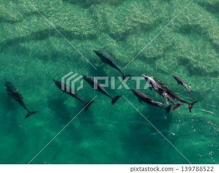 Pod of dolphins swimming through the turquoise waters of Wallis Lake in Forster NSW Australia. Drone photograph captures marine wildlife, clear waterways and the scenic coastal estuary environment 139788522