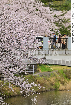 Cherry blossoms in Kanazawa Asano River neighborhood Cherry blossoms in Kanazawa Asano River neighborhood 139788546