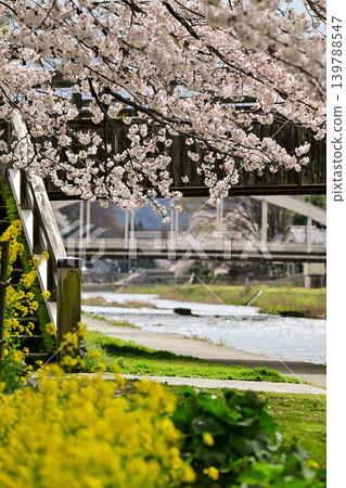Cherry blossoms in Kanazawa Asano River neighborhood Cherry blossoms in Kanazawa Asano River neighborhood 139788547