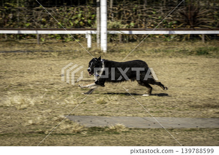 Sheep dog Sheep dog 139788599