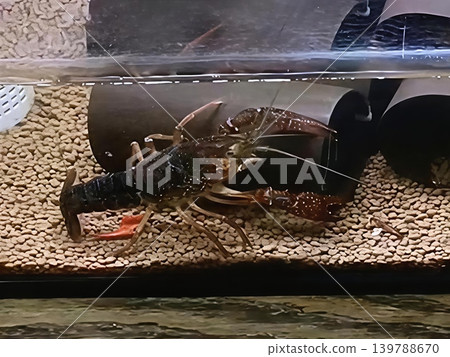 美國小龍蝦 美國小龍蝦 139788670
