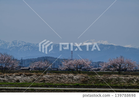 A view of snow-capped Mt. Hakusan and cherry blossoms from the outskirts of Kanazawa City. A view of snow-capped Mt. Hakusan and cherry blossoms from the outskirts of Kanazawa City. 139788698