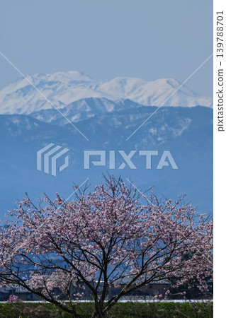 A view of snow-capped Mt. Hakusan and cherry blossoms from the outskirts of Kanazawa City. A view of snow-capped Mt. Hakusan and cherry blossoms from the outskirts of Kanazawa City. 139788701