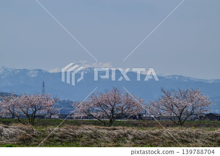 A view of snow-capped Mt. Hakusan and cherry blossoms from the outskirts of Kanazawa City. A view of snow-capped Mt. Hakusan and cherry blossoms from the outskirts of Kanazawa City. 139788704