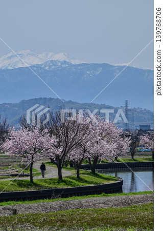A view of snow-capped Mt. Hakusan and cherry blossoms from the outskirts of Kanazawa City. A view of snow-capped Mt. Hakusan and cherry blossoms from the outskirts of Kanazawa City. 139788706