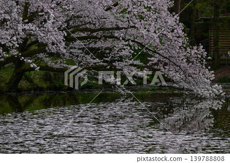 Mt. Utatsu in full bloom Mt. Utatsu in full bloom 139788808