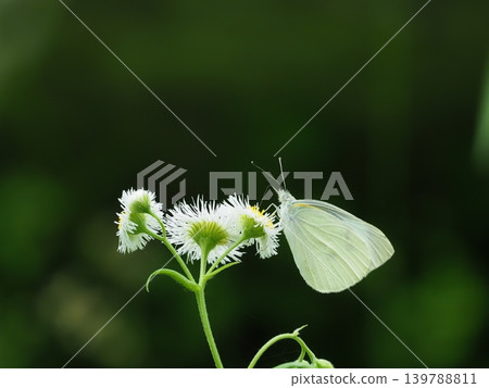 White flower and cabbage white butterfly White flower and cabbage white butterfly 139788811