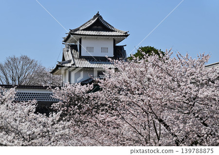 Kanazawa Castle Park with cherry blossoms in full bloom Kanazawa Castle Park with cherry blossoms in full bloom 139788875
