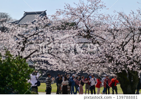 Kanazawa Castle Park with cherry blossoms in full bloom Kanazawa Castle Park with cherry blossoms in full bloom 139788881