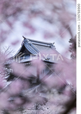 金澤城公園櫻花盛開 金澤城公園櫻花盛開 139788900