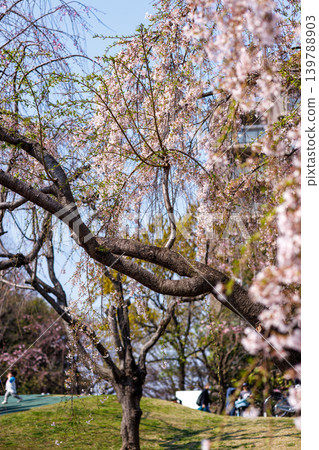 A scene of cherry blossoms in full bloom at a cherry blossom viewing event in a park in Tokyo. A scene of cherry blossoms in full bloom at a cherry blossom viewing event in a park in Tokyo. 139788903