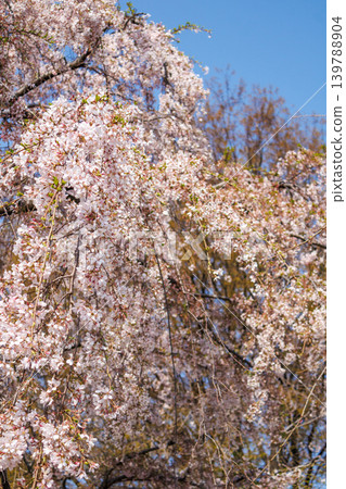 東京某公園舉辦賞櫻活動，櫻花盛開的景象。 139788904