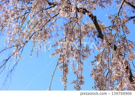 東京某公園舉辦賞櫻活動，櫻花盛開的景象。 139788906