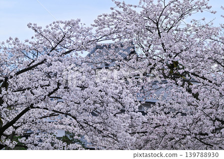 金澤城公園櫻花盛開 139788930