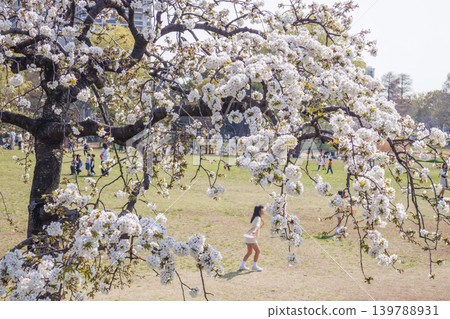 A scene of cherry blossoms in full bloom at a cherry blossom viewing event in a park in Tokyo. A scene of cherry blossoms in full bloom at a cherry blossom viewing event in a park in Tokyo. 139788931