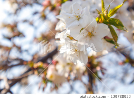 A scene of cherry blossoms in full bloom at a cherry blossom viewing event in a park in Tokyo. A scene of cherry blossoms in full bloom at a cherry blossom viewing event in a park in Tokyo. 139788933