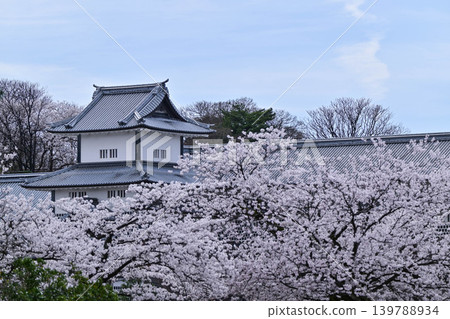 金澤城公園櫻花盛開 139788934