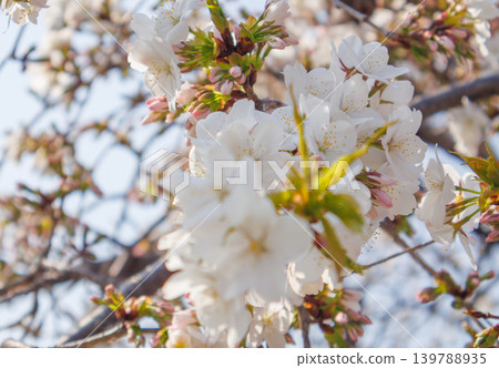 A scene of cherry blossoms in full bloom at a cherry blossom viewing event in a park in Tokyo. A scene of cherry blossoms in full bloom at a cherry blossom viewing event in a park in Tokyo. 139788935