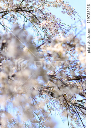A scene of cherry blossoms in full bloom at a cherry blossom viewing event in a park in Tokyo. A scene of cherry blossoms in full bloom at a cherry blossom viewing event in a park in Tokyo. 139788938