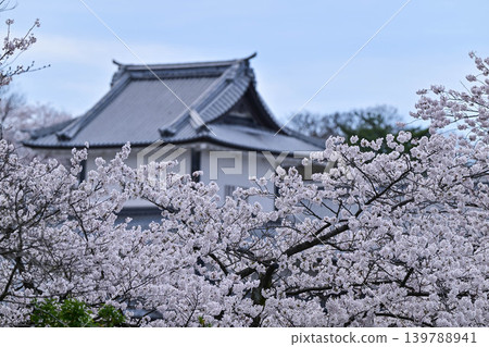 金澤城公園櫻花盛開 139788941