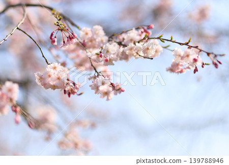 東京某公園舉辦賞櫻活動,櫻花盛開的景象。 東京某公園舉辦賞櫻活動,櫻花盛開的景象。 139788946