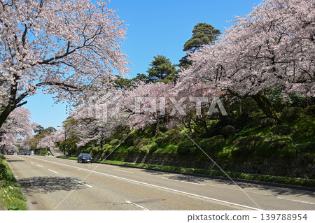 Kanazawa Castle Park with cherry blossoms in full bloom 139788954