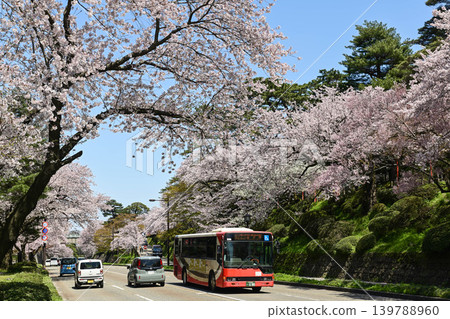 金澤城公園櫻花盛開 139788960