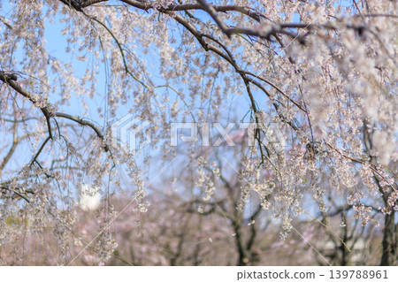 東京某公園舉辦賞櫻活動，櫻花盛開的景象。 139788961