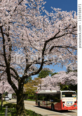 金澤城公園櫻花盛開 139788971