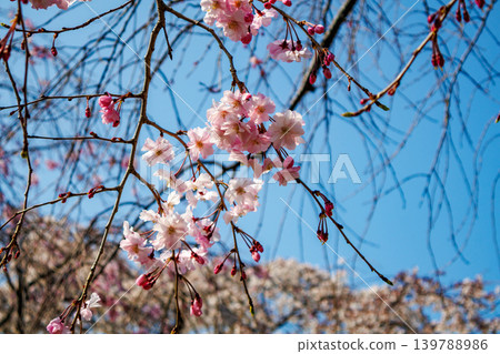 東京某公園舉辦賞櫻活動，櫻花盛開的景象。 139788986