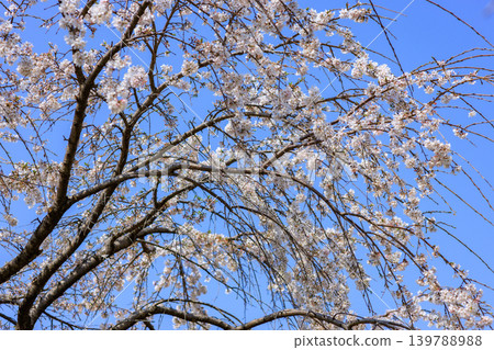 A scene of cherry blossoms in full bloom at a cherry blossom viewing event in a park in Tokyo. A scene of cherry blossoms in full bloom at a cherry blossom viewing event in a park in Tokyo. 139788988