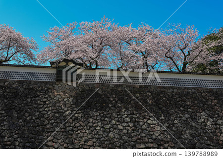 Kanazawa Castle Park with cherry blossoms in full bloom Kanazawa Castle Park with cherry blossoms in full bloom 139788989