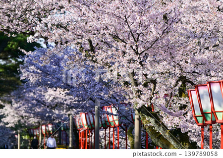 春天的兼六園，櫻花盛開 139789058