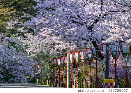 春天的兼六園,櫻花盛開 春天的兼六園,櫻花盛開 139789067